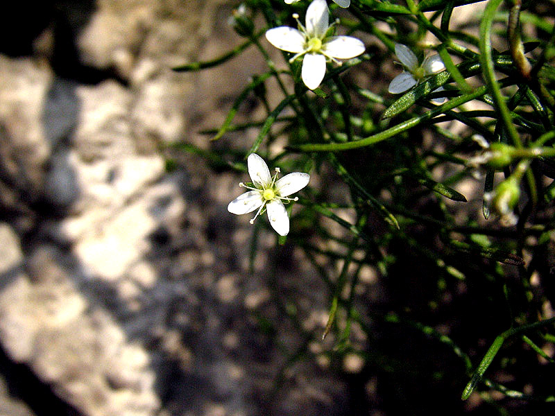 Moehringia markgrafii  / Moehringia di Markgraf